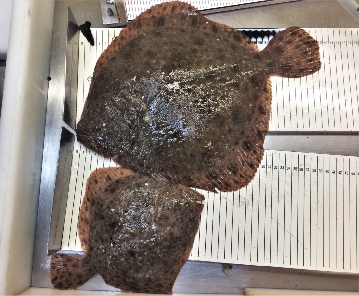 Picture of two turbots on a measuring board
