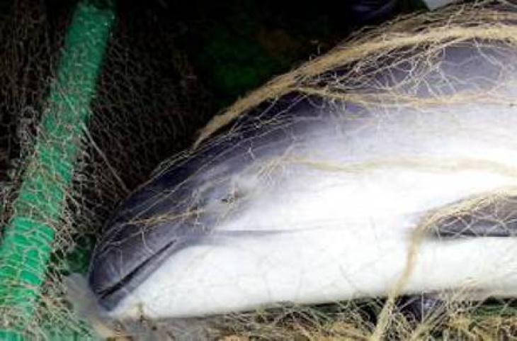 Foto eines Schweinswals im Beifang