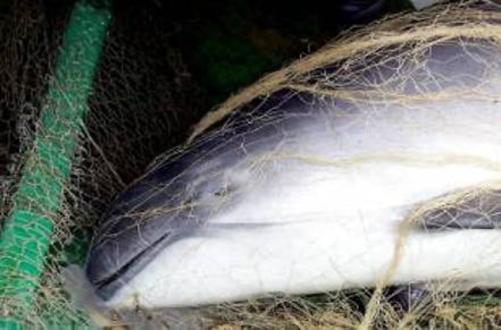 Bycaught porpoise © TiHo-ITAW